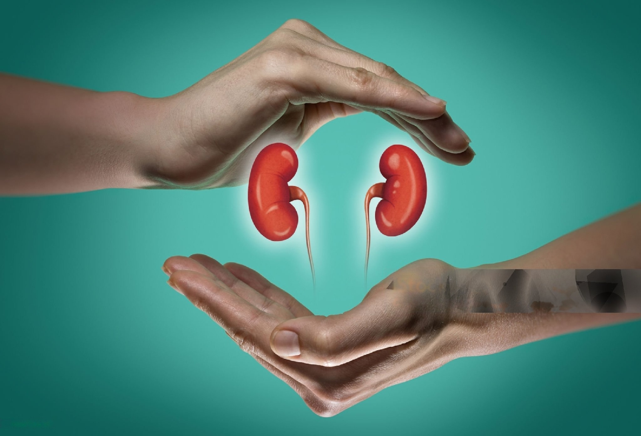 kidney and renal transplant doctor near me